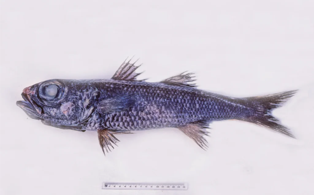 TelescopeFish Symbolism and Meaning