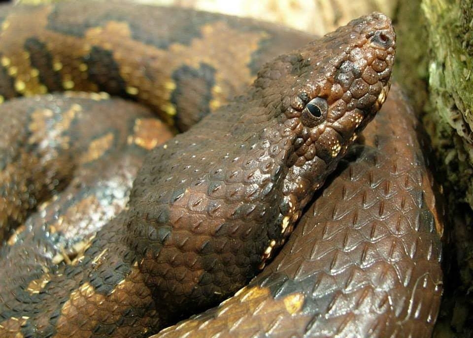 new guinea ground boa, new guinea viper boa, pazifikboa