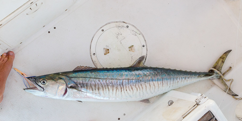 Wahoo trolling ocean fishing from sailing yacht. Thailand
