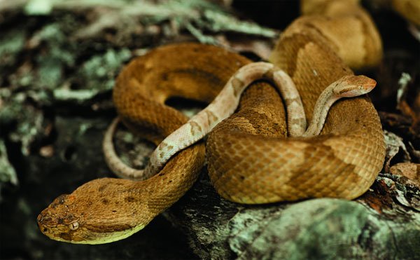 Golden lancehead viper