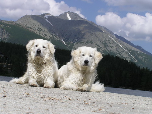 Kennel od Certova kopytka