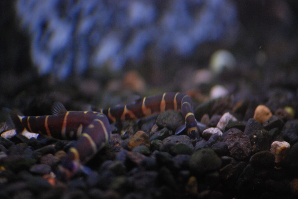 Kuhli loaches