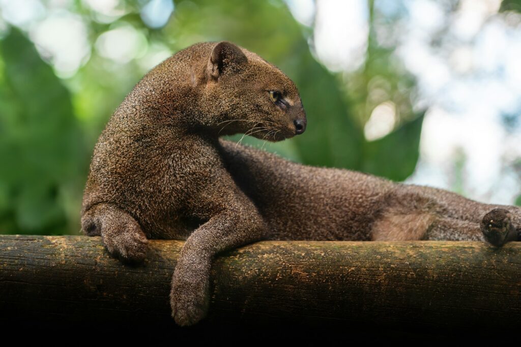 Jaguarundi side portrait (Herpailurus yagouaroundi) - Central and South American slender wild cat
