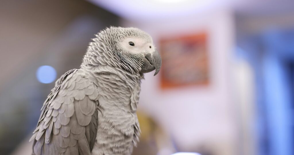 African grey parrot