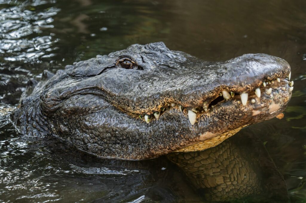 American Alligator