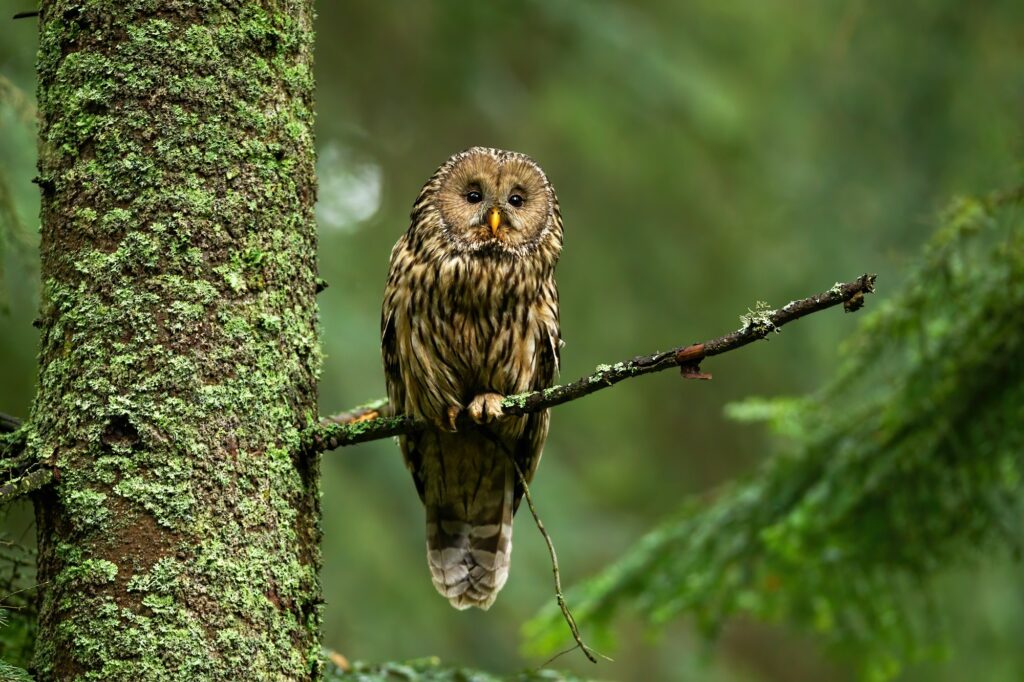 Attentive tawny owl looking to camera in forest on green background