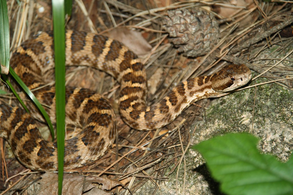 cfd0c606 971c 4e83 8fe8 4718edbc9d28