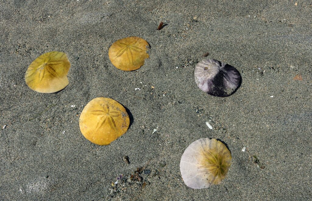Closeup of Sand Dollars on the sandy beach in Parksville, British Columbia