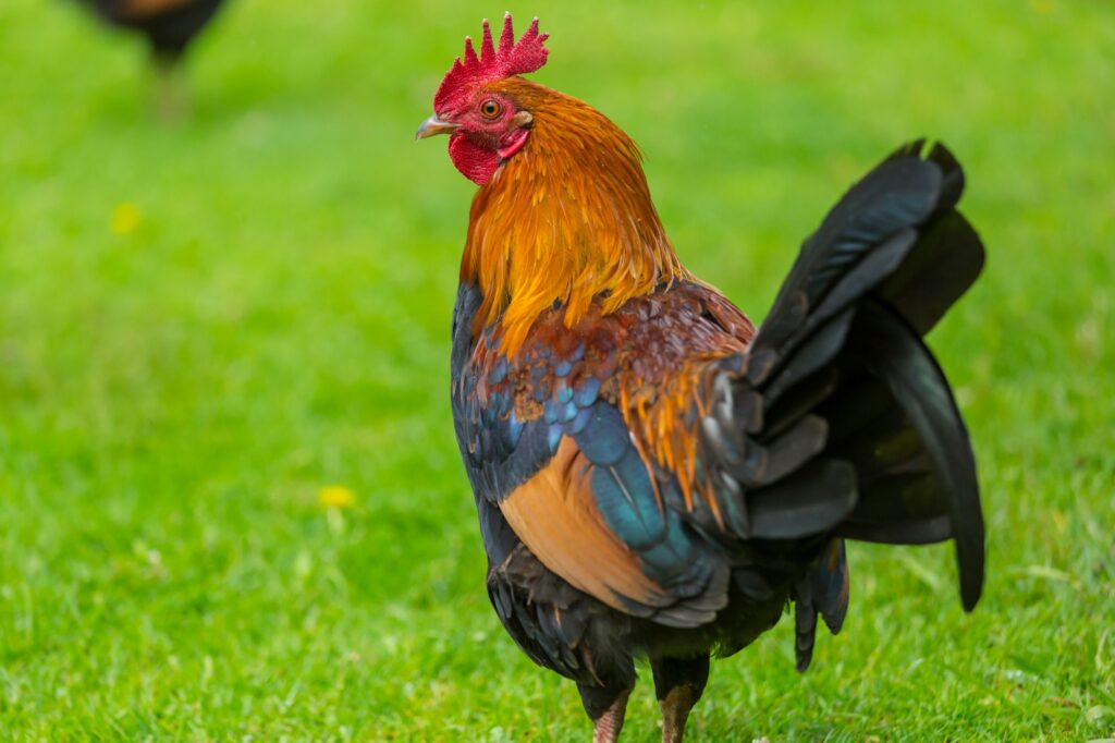 Rooster on Hawaii