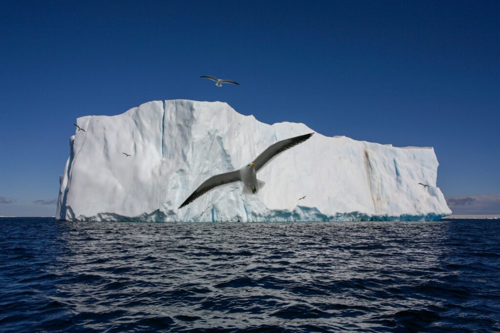 Wandering Albatross - Weddell Sea - Antarctica