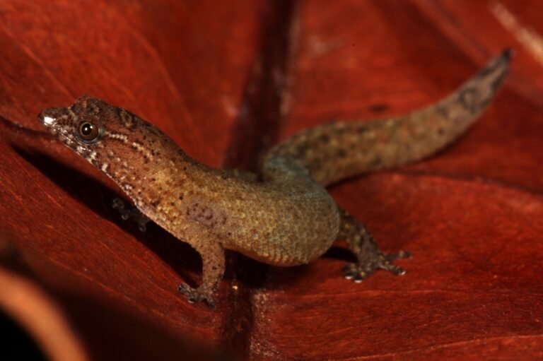 Female Sphaerodactylus parthenopion from Mahoe Bay