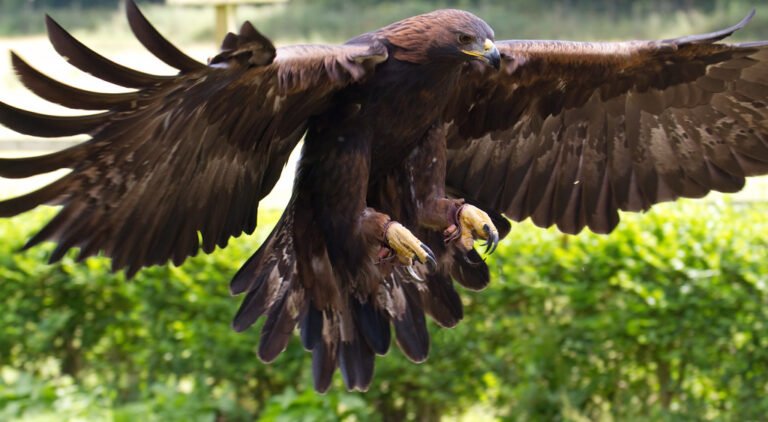 Golden Eagle Symbolism: Soaring Insights into One of Nature’s Majestic Creatures