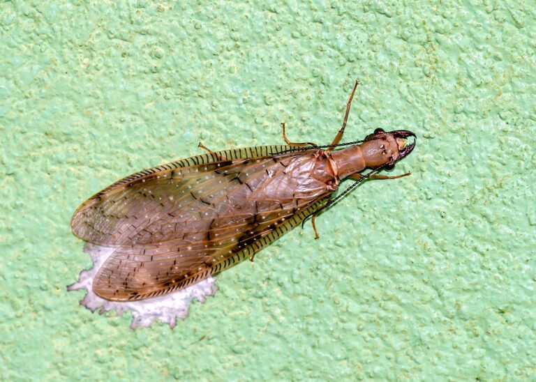 Dobsonfly