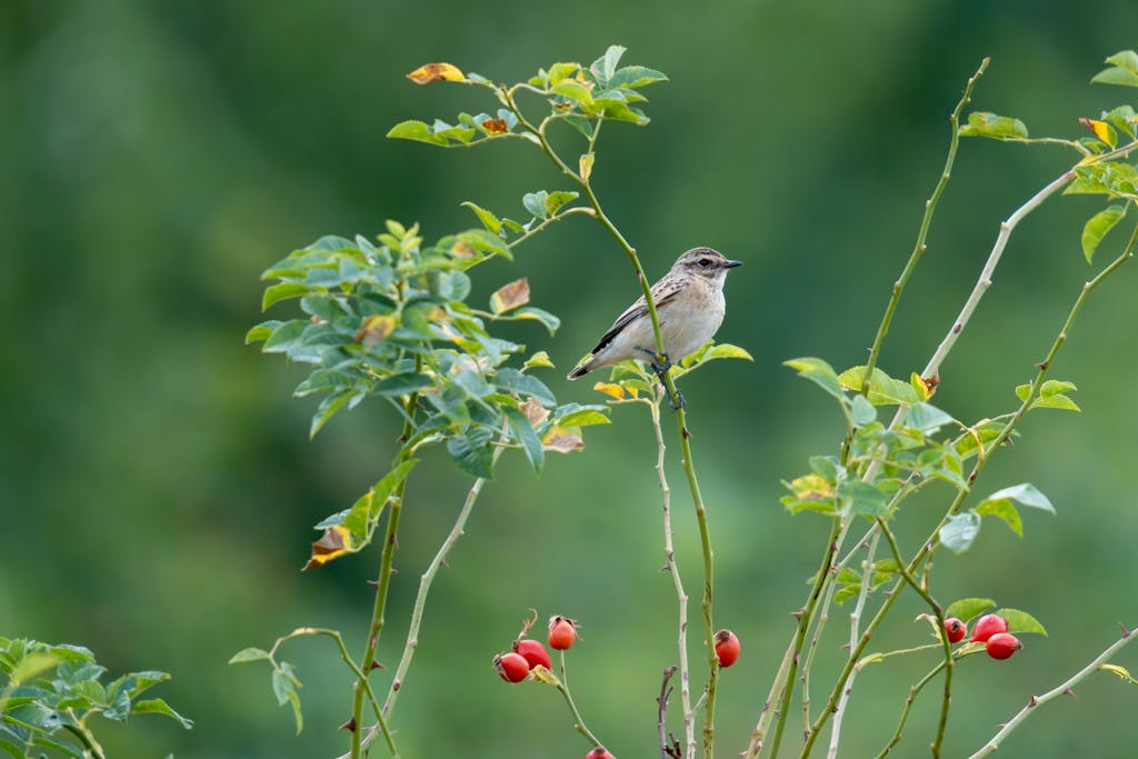 A whinchat perched on a branch with red berries in a lush green environment.