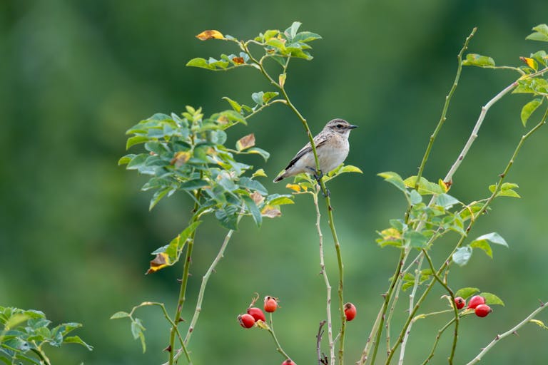 A whinchat perched on a branch with red berries in a lush green environment.