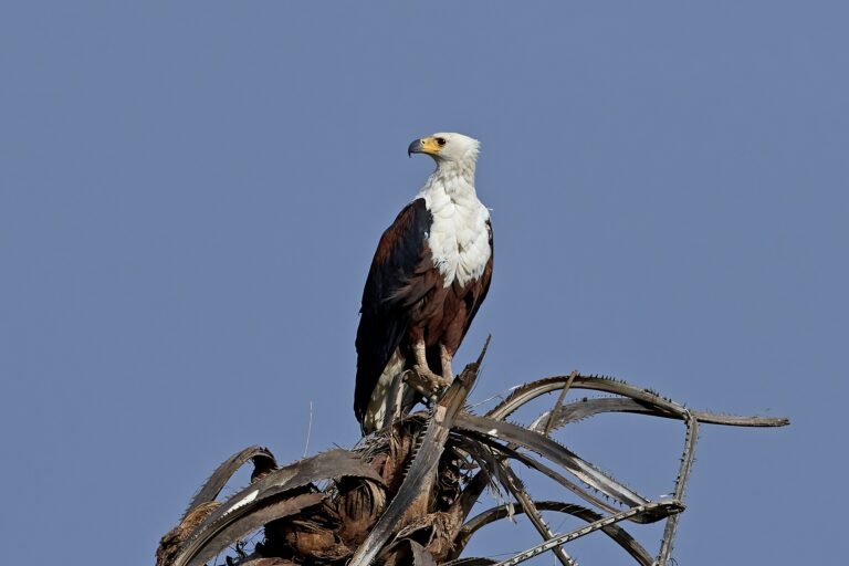 African fish eagle (Haliaeetus vocifer)