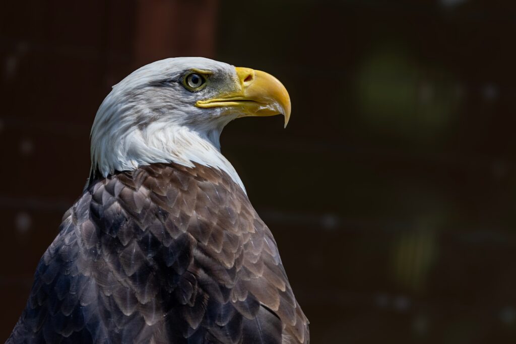 Bald Eagle Cloeup Portrait