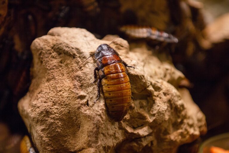 Closeup of a Madagascar hissing cockroach on a rock