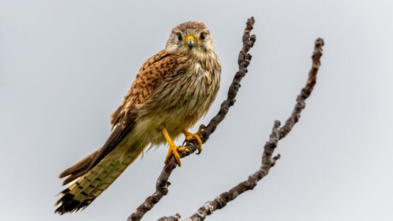 Kestrel!