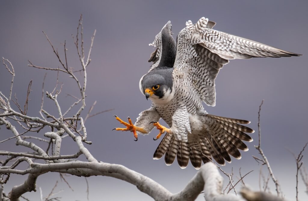 Peregrine Falcon Portrait