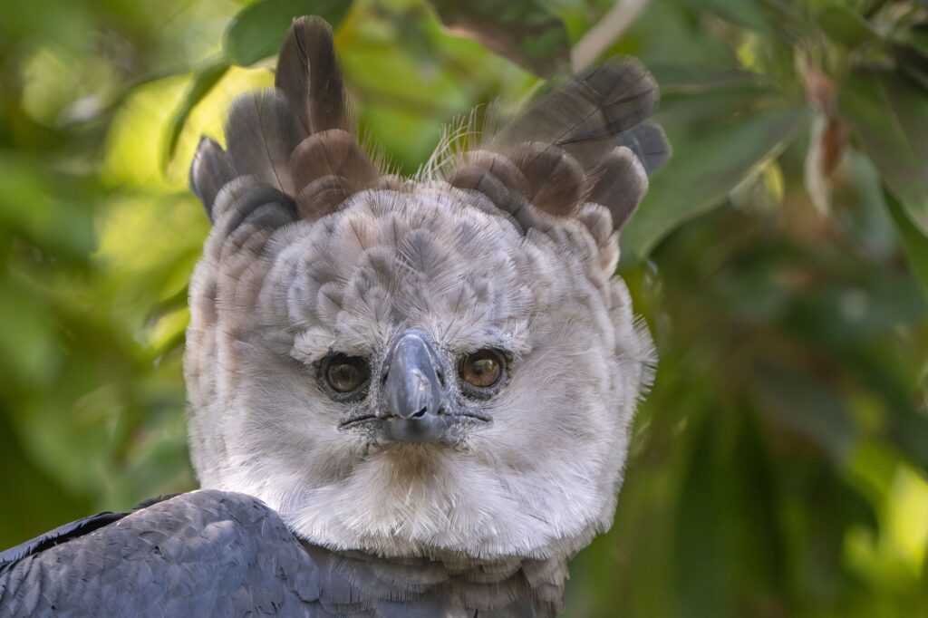 Portrait of a Harpy Eagle on a tree in a forest with a blurry background