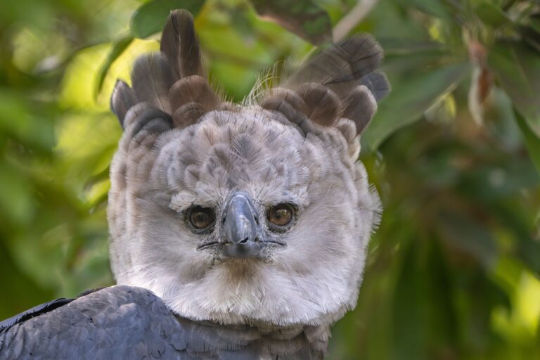 Portrait of a Harpy Eagle on a tree in a forest with a blurry background