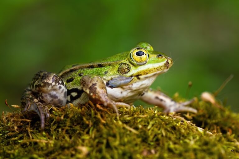 Small edible frog with green skin and big yellow eye in summer nature